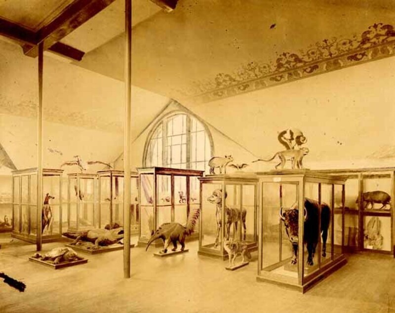 A large, high-ceilinged room contains several taxidermied animals displayed in glass cases. The animals include a bison, an aardvark, a coyote, a monkey, an alligator, a snapping turtle, a kangaroo, and others.